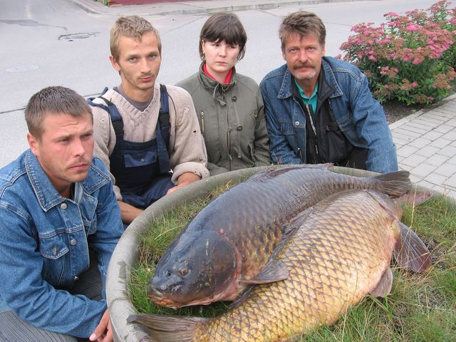 Karpas kā brangi sivēni