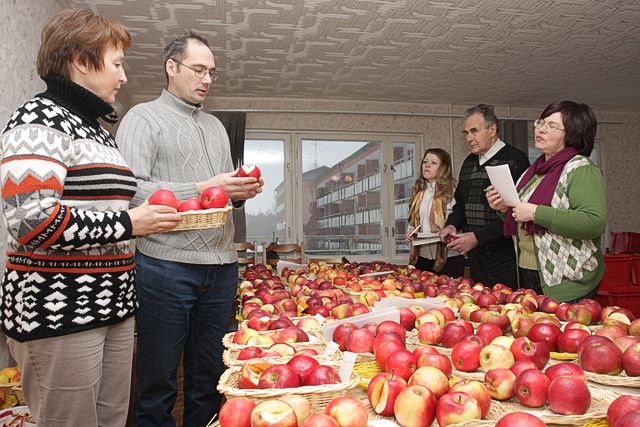 Pēta jaunas ābolu glabāšanas metodes