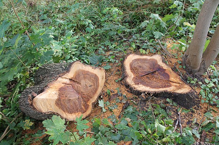 Durbes un Pilsētas parkā zāģē bojātos kokus