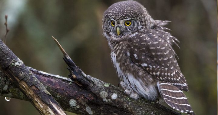 Dabas muzejs izsludina putnu fotogrāfiju konkursu