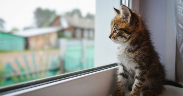 Ziedo dzīvnieku patversmēm, to skaitā arī Tukumā