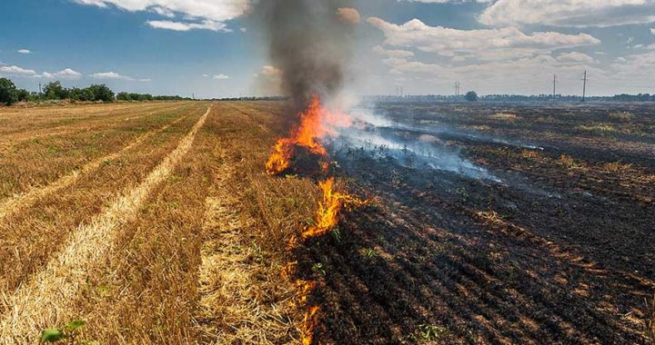 Dedzis mežs Zentenē un labības lauks Jaunsātos