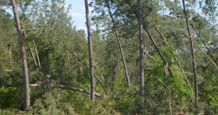 Meža īpašnieki aicināti par vētras postījumiem informēt Valsts meža dienestu, lai saņemtu atbalstu mežaudžu atjaunošanai