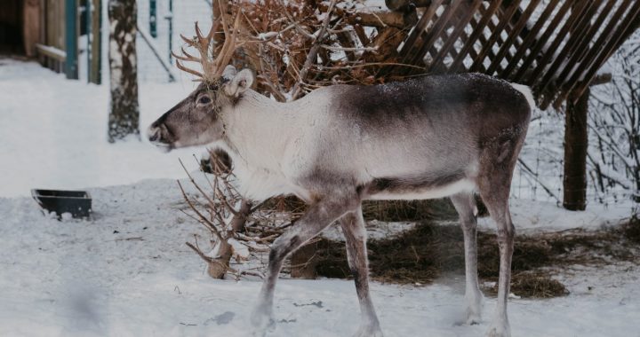 Sākušās «Ziemas naktis» Rīgas zoo